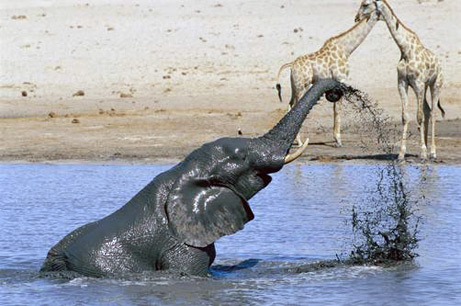 http://nizer.com/images/070801-zimbabwe-animals_big.jpg